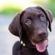 Image for article titled 11 Dogs So Perfect They’ll Make You Google Your State’s Bestiality Laws